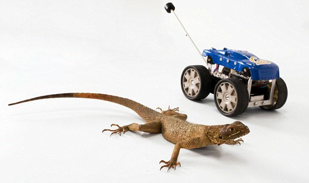 Robot mô phỏng thằn lằn